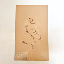 Load image into Gallery viewer, Pressed Flower Herbier Papiers | No.10 circa 1918
