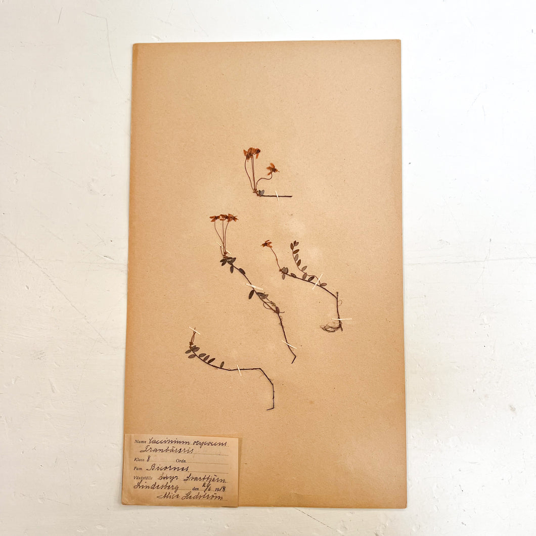 Pressed Flower Herbier Papiers | No.10 circa 1918