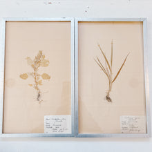 Load image into Gallery viewer, Pressed Flower Botanical Framed Art | C1940s from France
