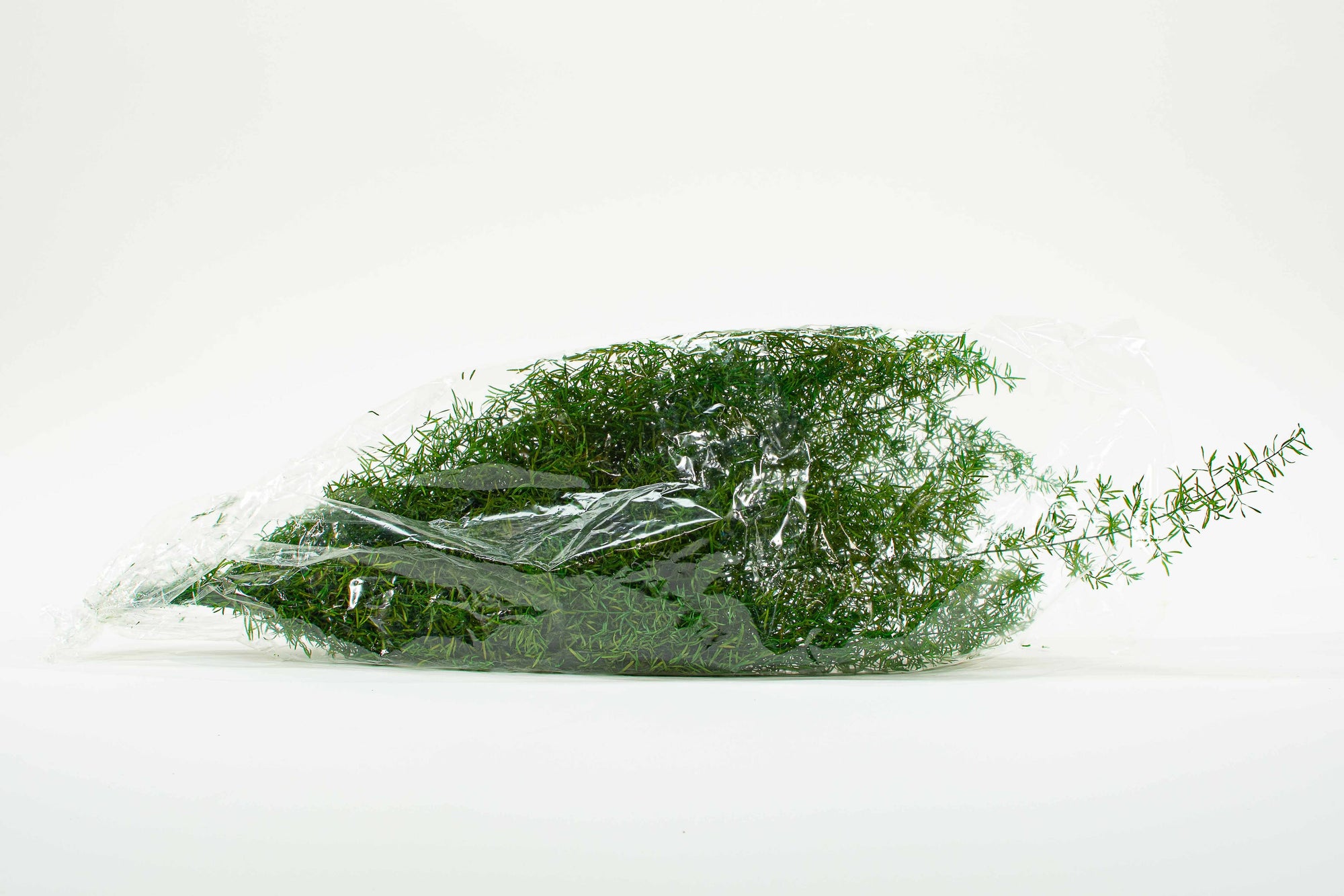 Sprengeri Fern | Preserved Florals