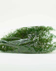 Sprengeri Fern | Preserved Florals