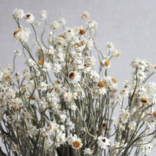 Load image into Gallery viewer, Ammobium | Preserved Florals
