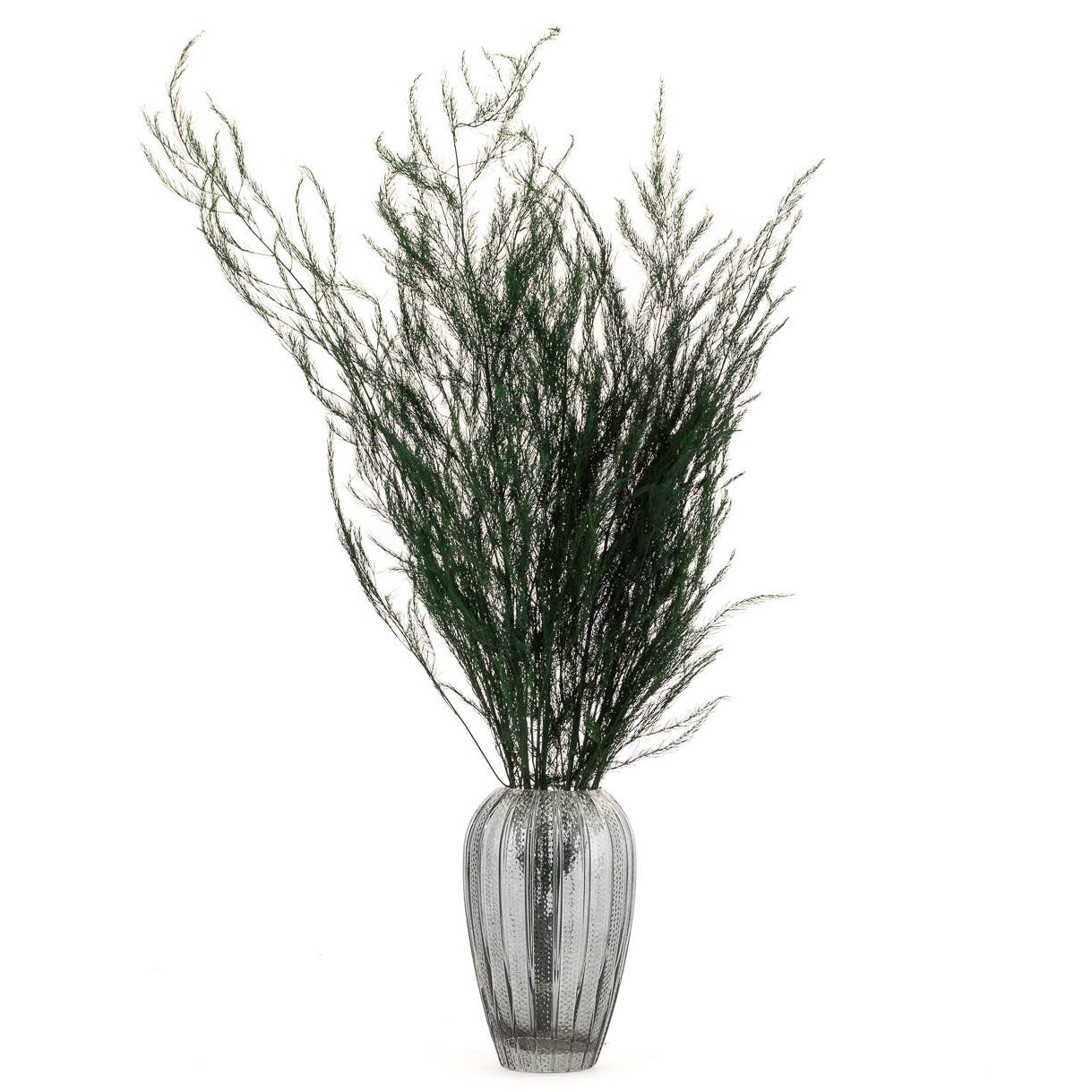 Asparagus Fern | Preserved Florals