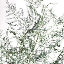 Load image into Gallery viewer, Asparagus Fern | Preserved Florals
