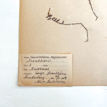 Load image into Gallery viewer, Pressed Flower Herbier Papiers | No.10 circa 1918
