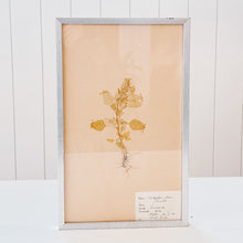 Load image into Gallery viewer, Pressed Flower Botanical Framed Art | C1940s from France
