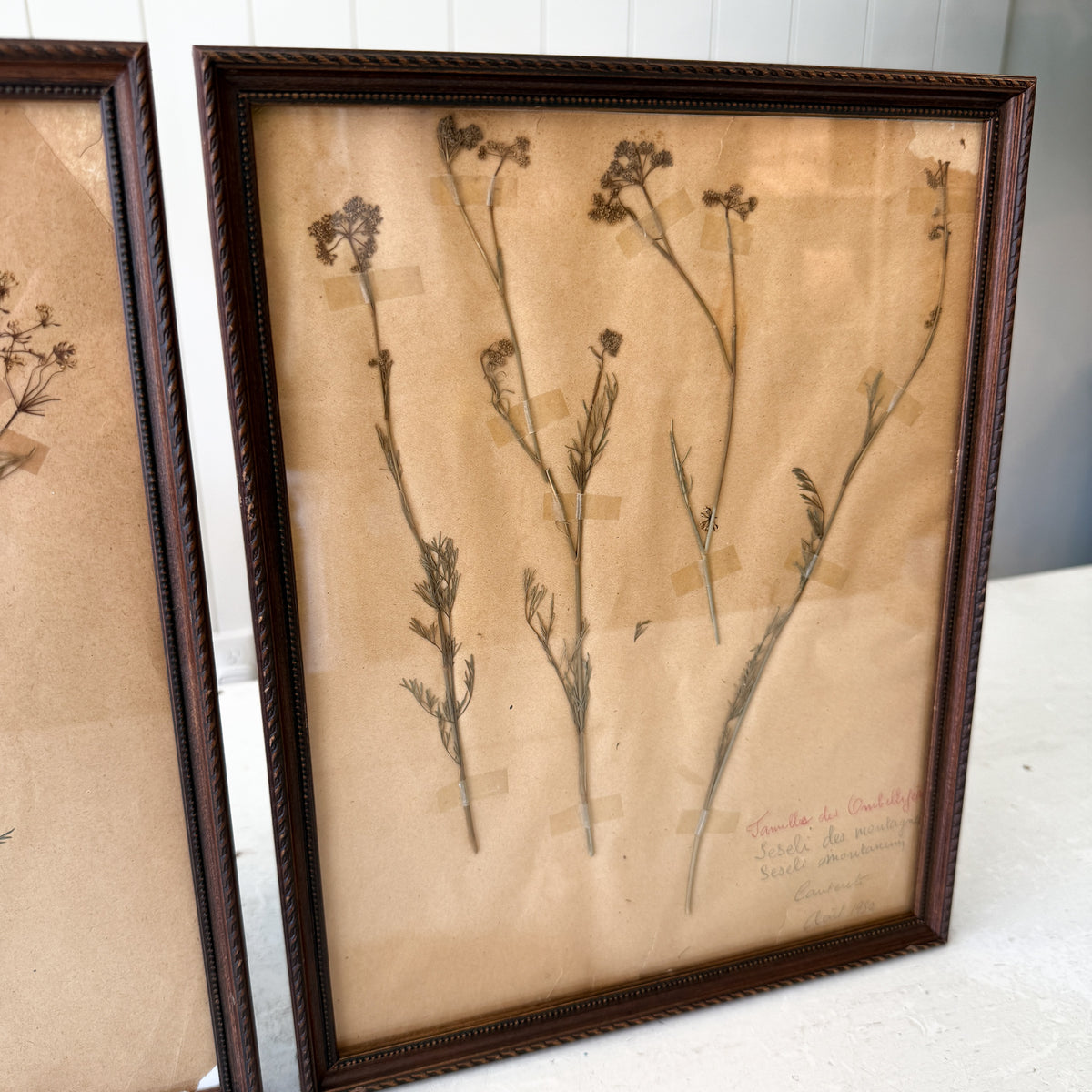Pair of Framed Pressed Flower Papiers | circa France, 1950s