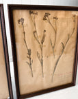 Pair of Framed Pressed Flower Papiers | circa France, 1950s