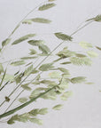 Sea Oats | Natural Green | Dried Florals