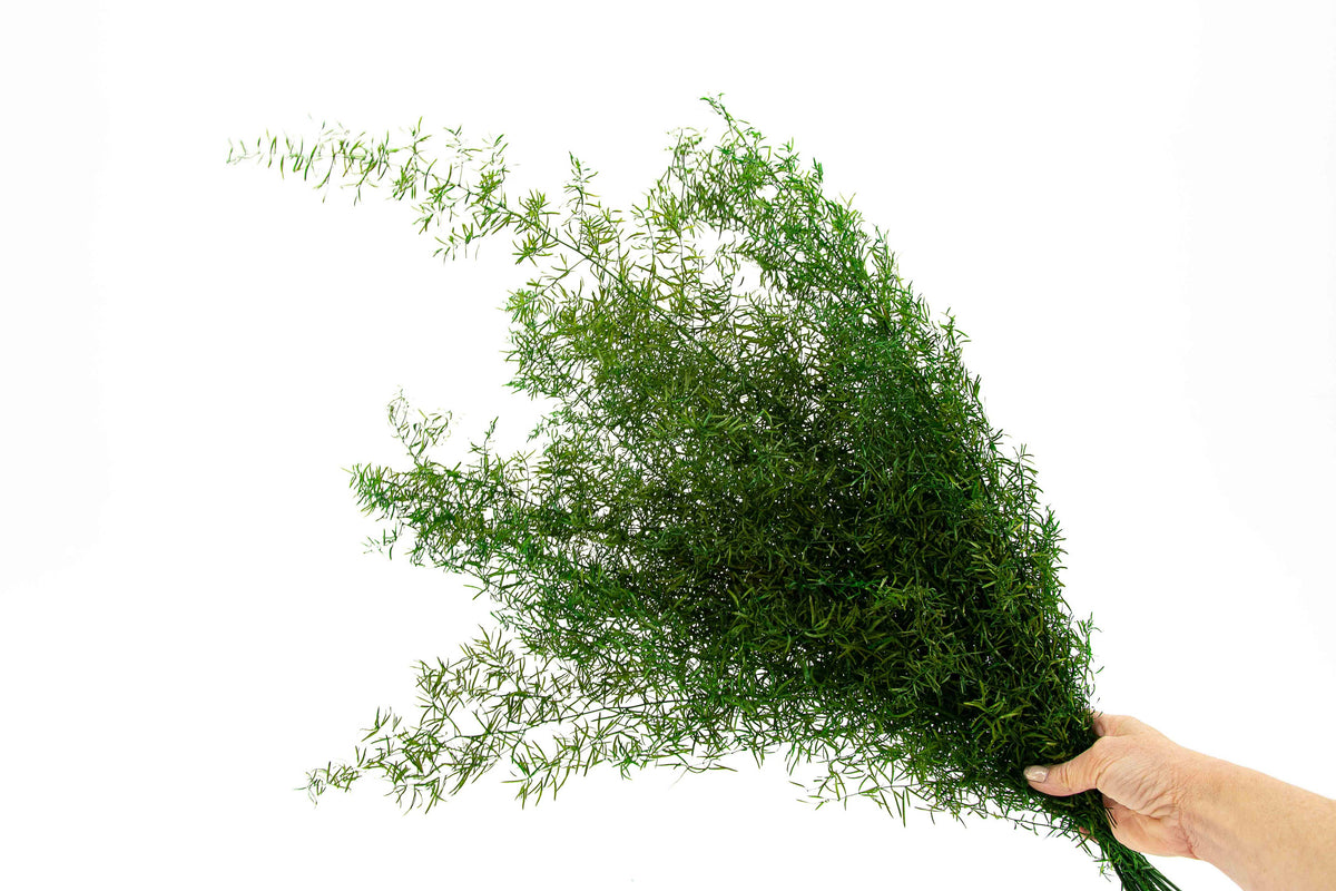Sprengeri Fern | Preserved Florals