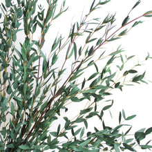 Load image into Gallery viewer, Parvifolia Eucalyptus | Preserved Florals
