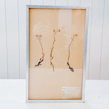 Load image into Gallery viewer, Pressed Flower Botanical Framed Art | C1940s from France
