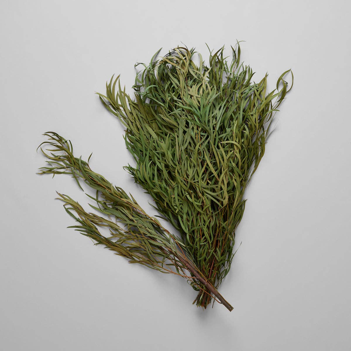 Seeded Feather Willow | Preserved Florals