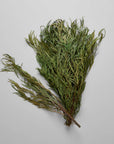 Seeded Feather Willow | Preserved Florals