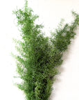 Sprengeri Fern | Preserved Florals