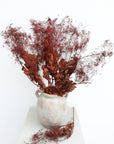 Smoke Bush | Red | Dried Florals