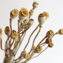 Load image into Gallery viewer, Poppy Pods | Preserved Florals
