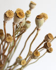 Poppy Pods | Preserved Florals