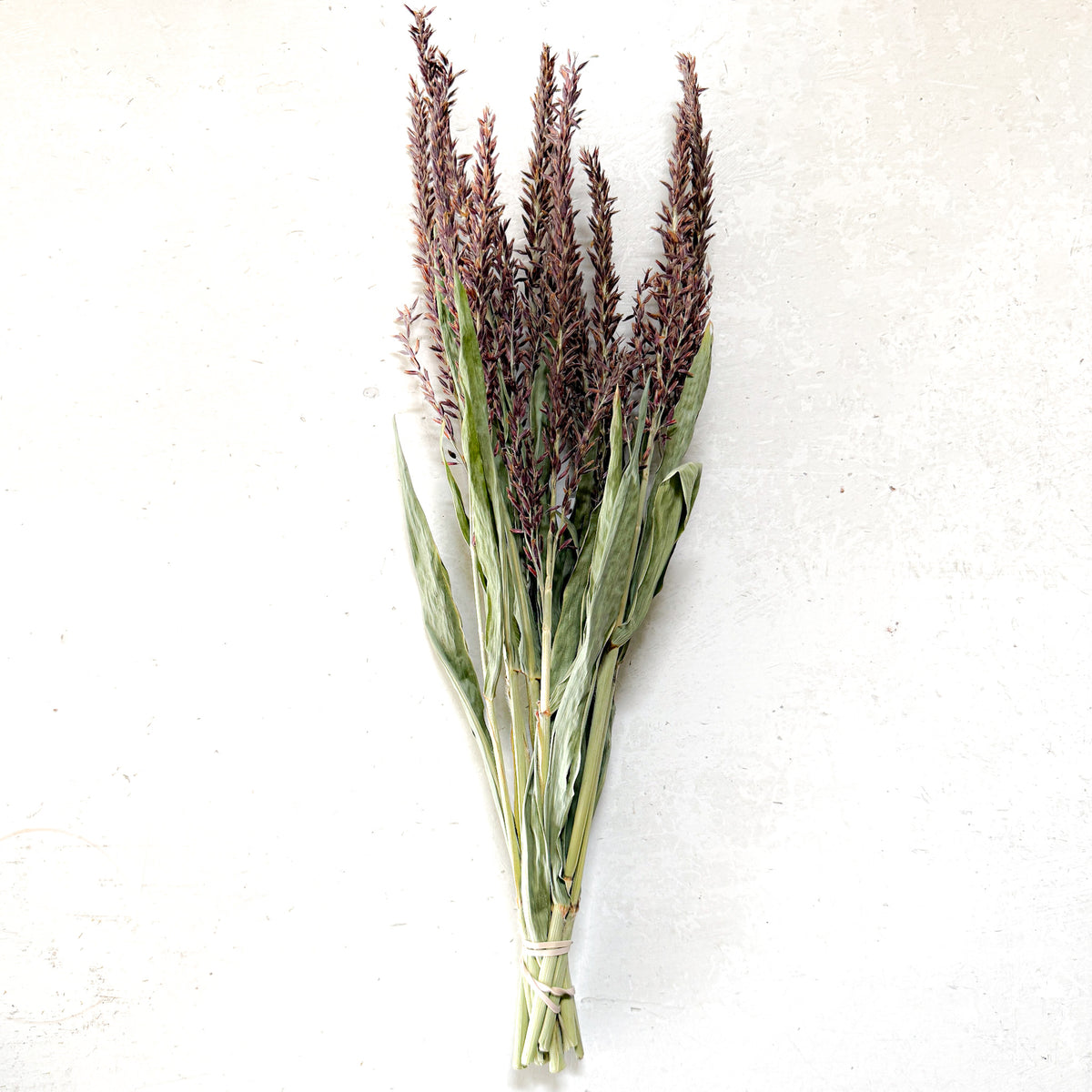 Corn Tassels | Bronze | Dried Florals