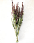 Corn Tassels | Bronze | Dried Florals