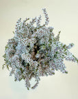 German Statice | Preserved Florals