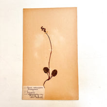 Load image into Gallery viewer, Pressed Flower Herbier Papiers | No.11 circa 1918
