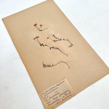 Load image into Gallery viewer, Pressed Flower Herbier Papiers | No.10 circa 1918
