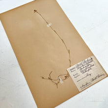 Load image into Gallery viewer, Pressed Flower Herbier Papiers | No.7 circa 1926
