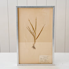 Load image into Gallery viewer, Pressed Flower Botanical Framed Art | C1940s from France
