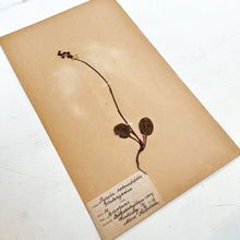 Load image into Gallery viewer, Pressed Flower Herbier Papiers | No.11 circa 1918
