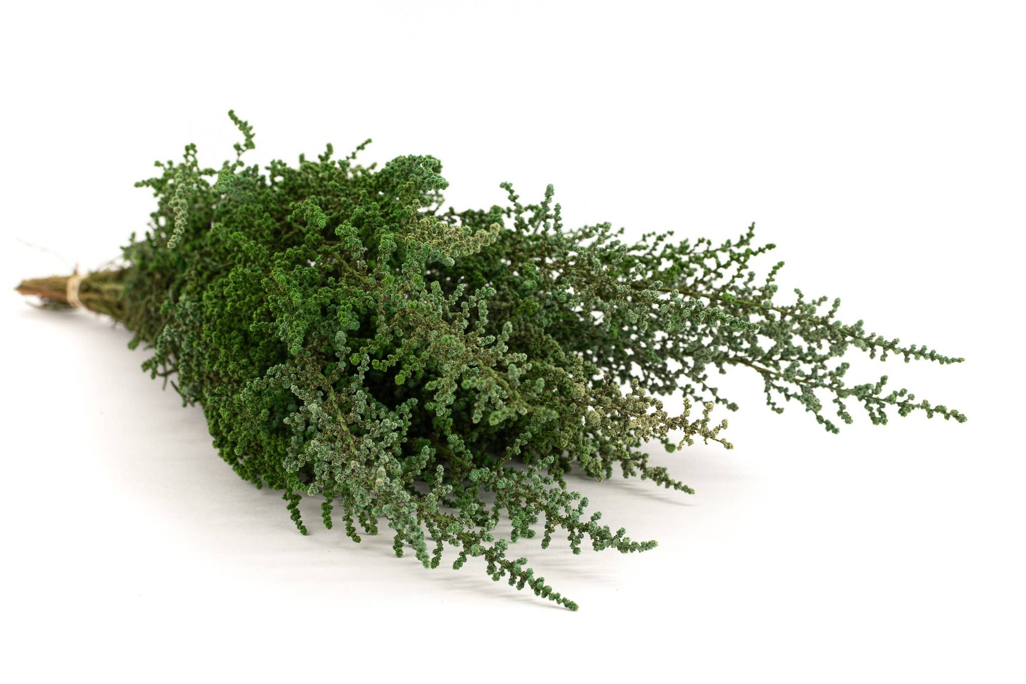 Green Stoebe | Preserved Florals