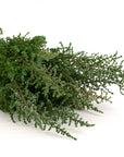 Green Stoebe | Preserved Florals
