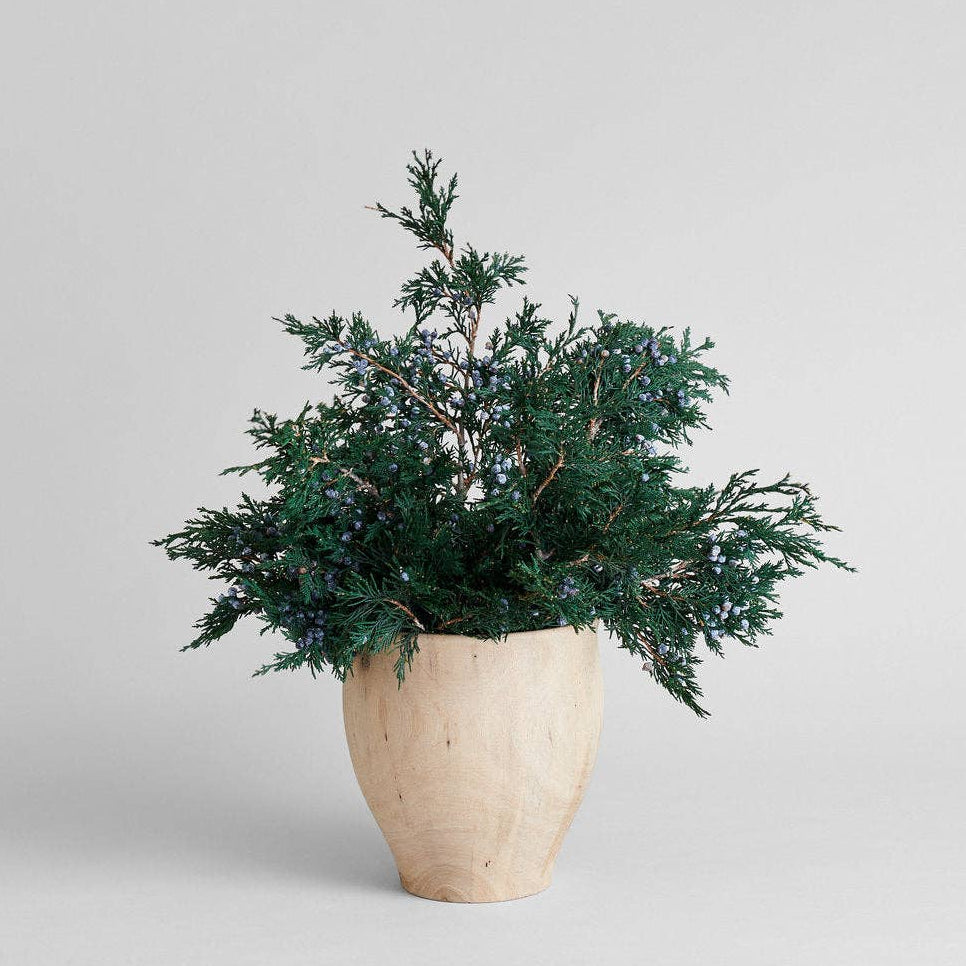 Juniper Stems With Berries | Preserved Florals