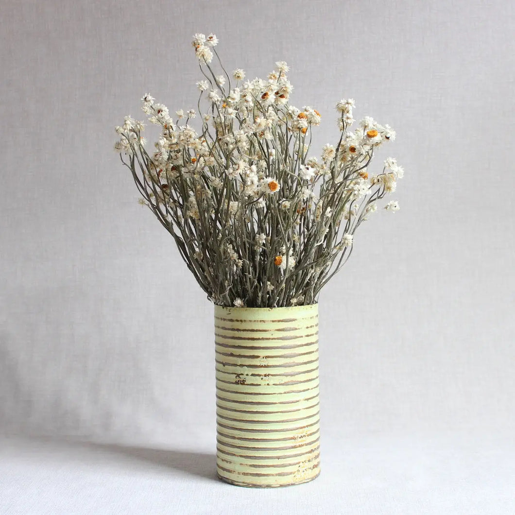 Ammobium | Preserved Florals