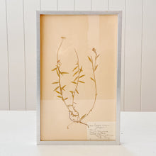 Load image into Gallery viewer, Pressed Flower Botanical Framed Art | C1940s from France
