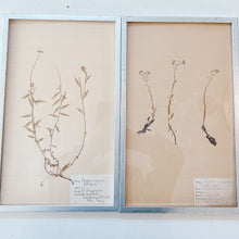 Load image into Gallery viewer, Pressed Flower Botanical Framed Art | C1940s from France
