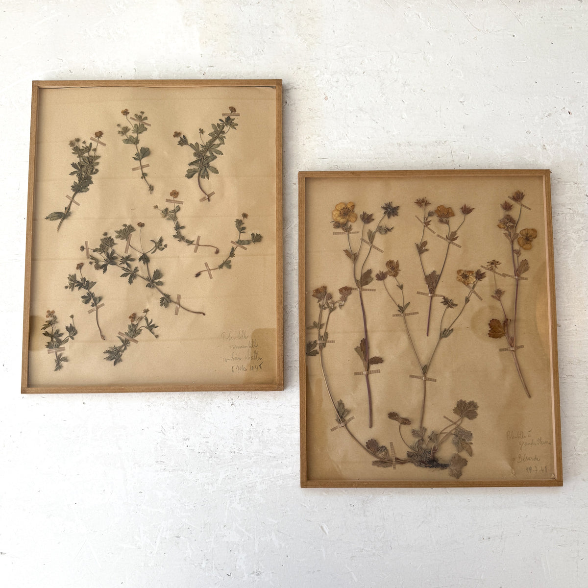 Pair of Framed Pressed Flower Papiers | circa France, 1948 &amp; 1968