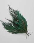 Preserved Cedar Bundle