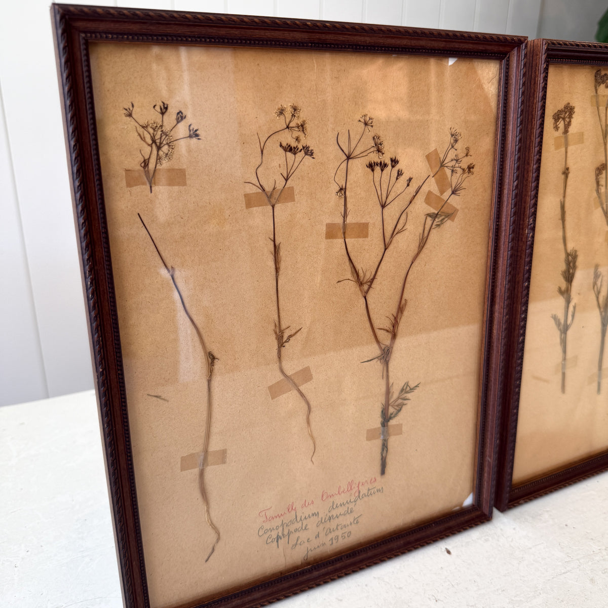 Pair of Framed Pressed Flower Papiers | circa France, 1950s
