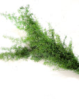 Sprengeri Fern | Preserved Florals