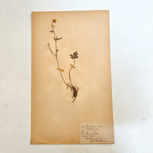 Load image into Gallery viewer, Pressed Flower Herbier Papiers | No.6 circa 1938
