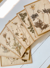 Load image into Gallery viewer, Pressed Flower Botanical Framed Art | C1940s from France
