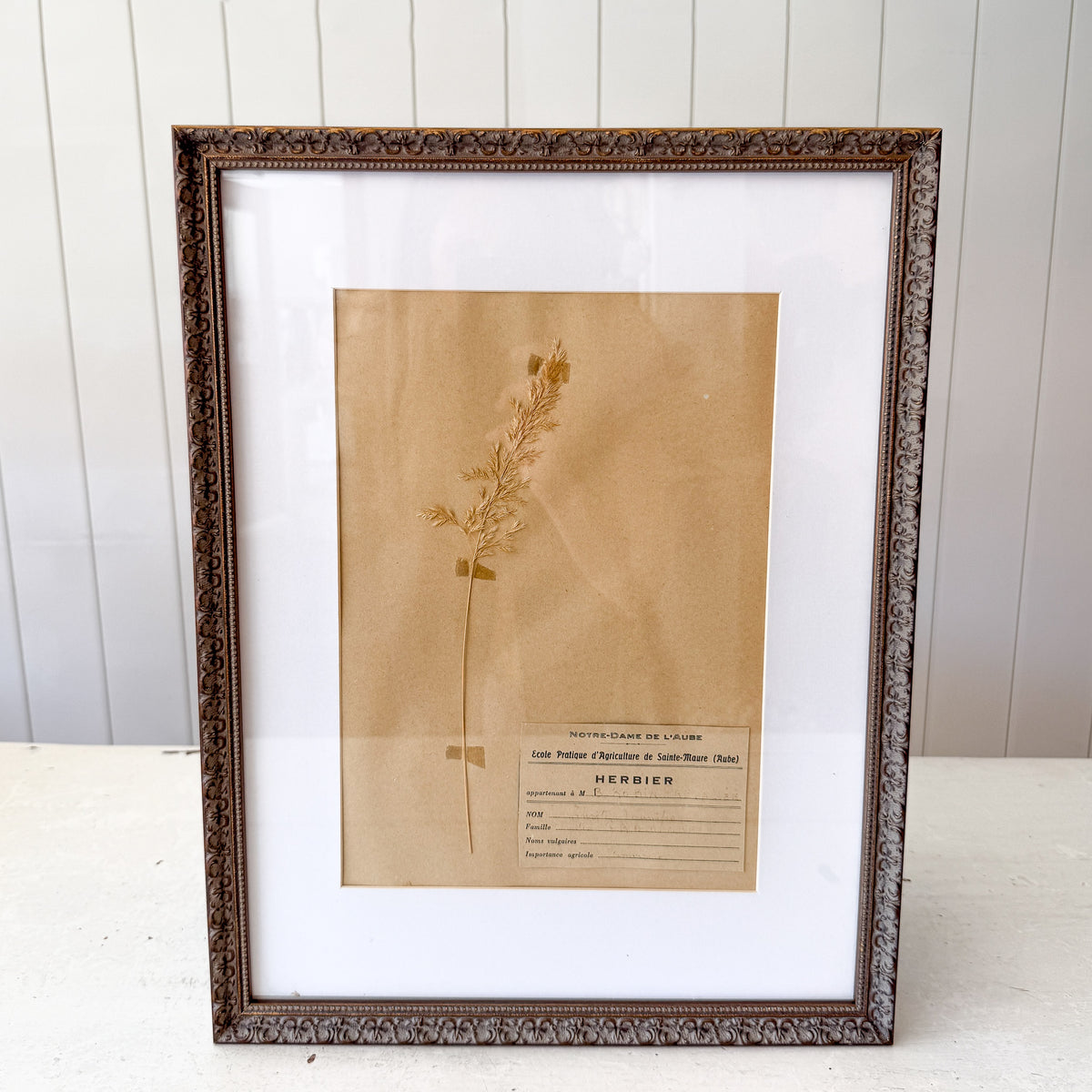 Natural Oat | Framed Pressed Flower Herbier, circa France