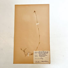 Load image into Gallery viewer, Pressed Flower Herbier Papiers | No.7 circa 1926
