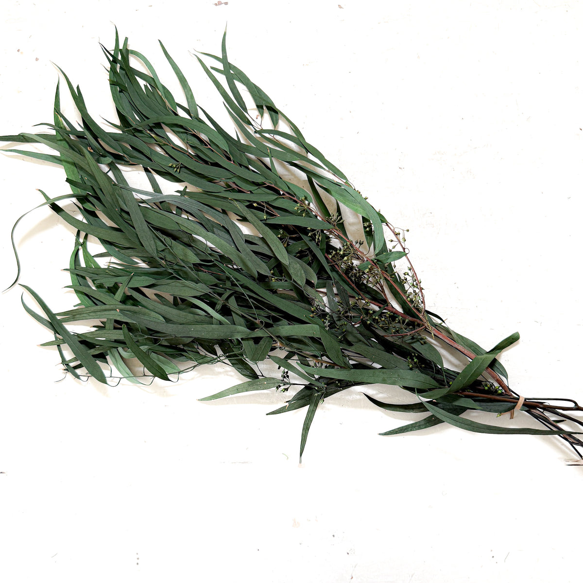 Seeded Feather Willow Eucalyptus | Preserved Florals