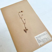 Load image into Gallery viewer, Pressed Flower Herbier Papiers | No.3 circa 1942
