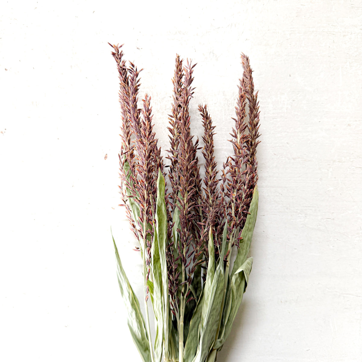 Corn Tassels | Bronze | Dried Florals
