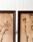 Pair of Framed Pressed Flower Papiers | circa France, 1950s