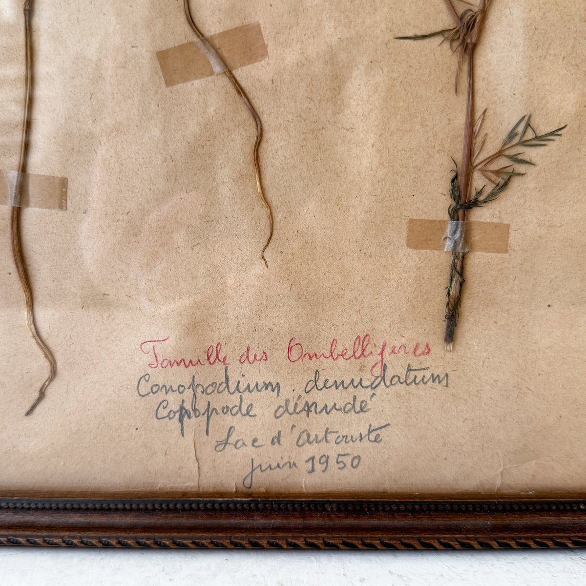 Pair of Framed Pressed Flower Papiers | circa France, 1950s