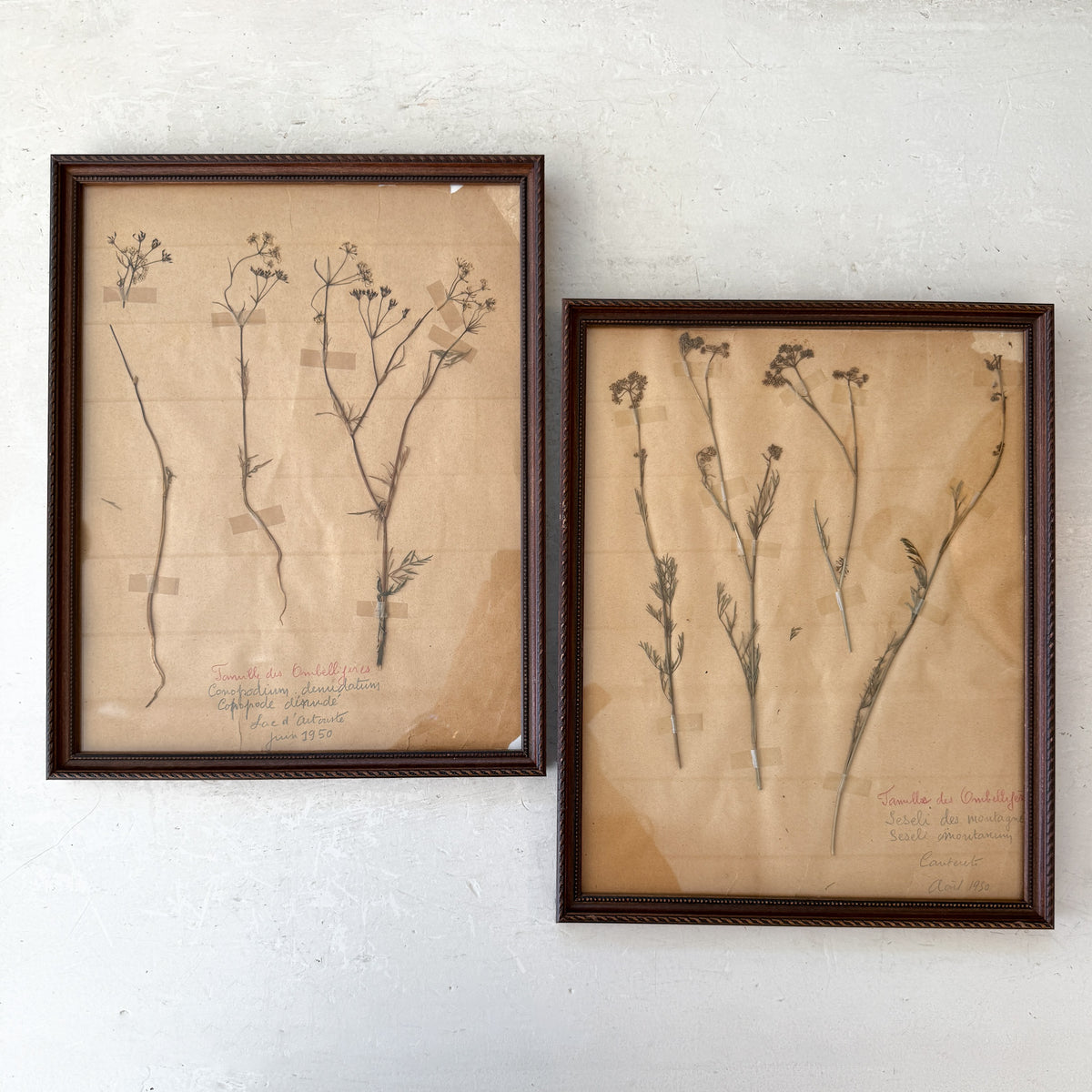 Pair of Framed Pressed Flower Papiers | circa France, 1950s